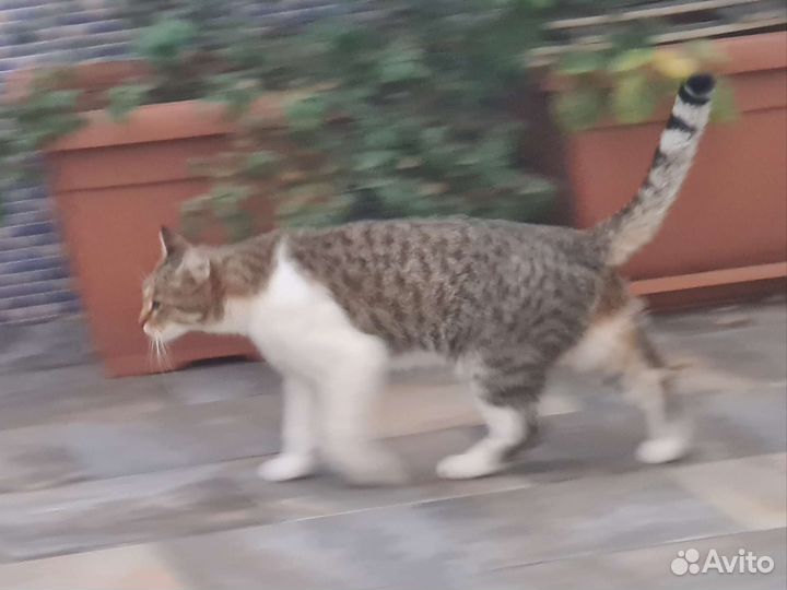 Кастрированный кот Василий. Доставка по адресу