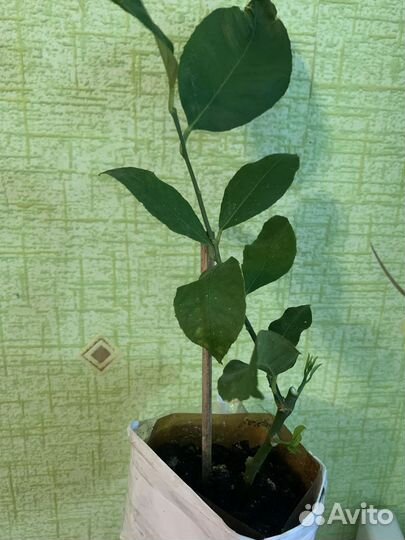 Лимон испанский, сорт Верна