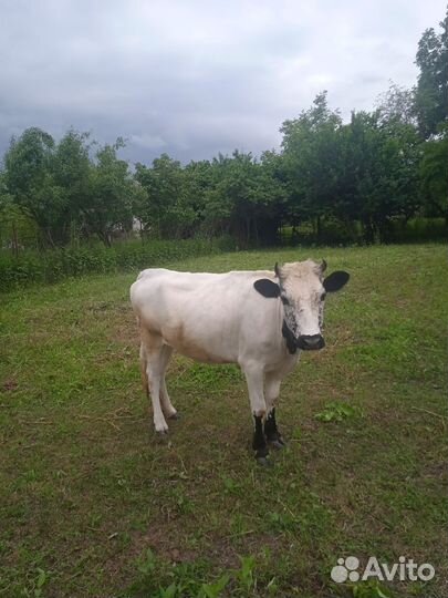 Корова телка