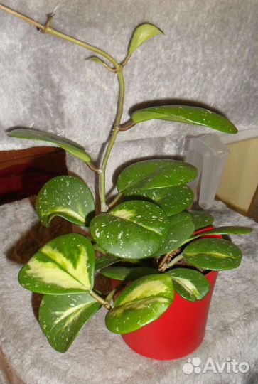 Хойя обовата вариегатная