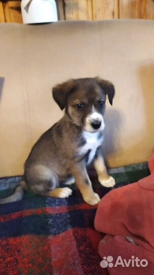 Щенок Ника, не будет крупная