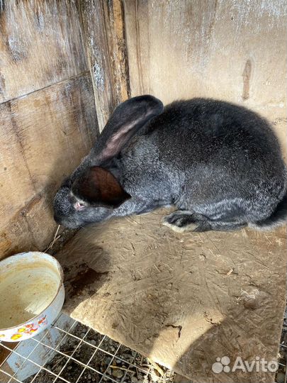 Кролики мясных пород