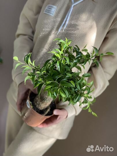 Фикус бенджамина наташа джут d12