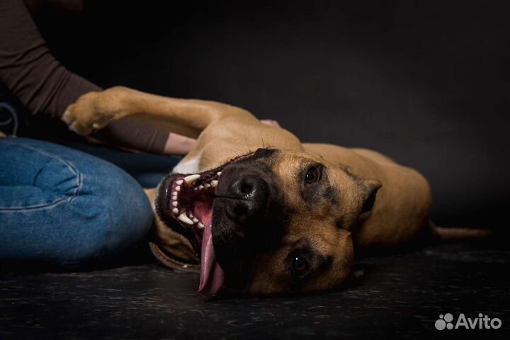 Питбуль помесь