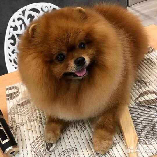 Стрижка шпицев