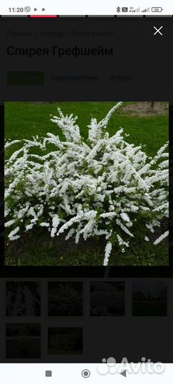 Спирея грефштейм