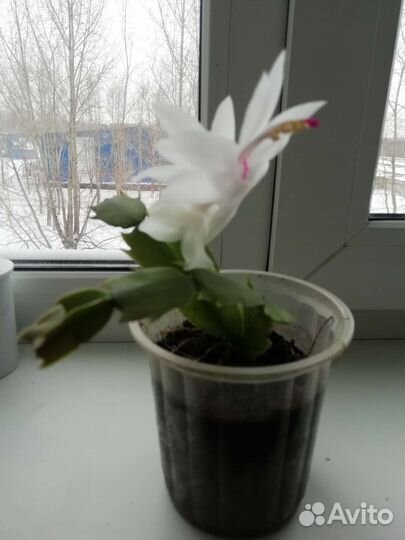 Цветок