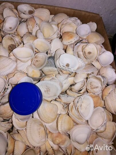 Ракушки морские Скафарка, Рапан