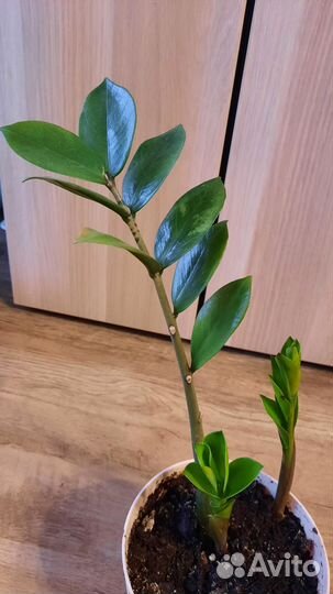 Замиокулькасы