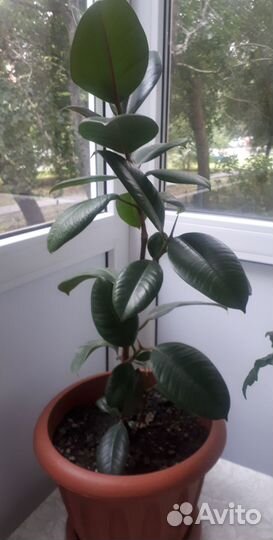 Комнатные цветы