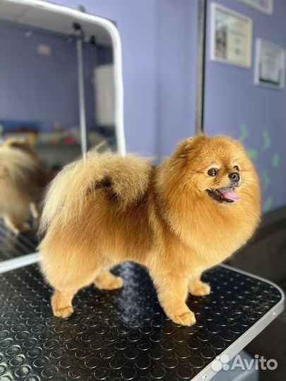 Стрижка собак и кошек