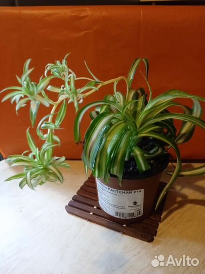 Хлорофитумы