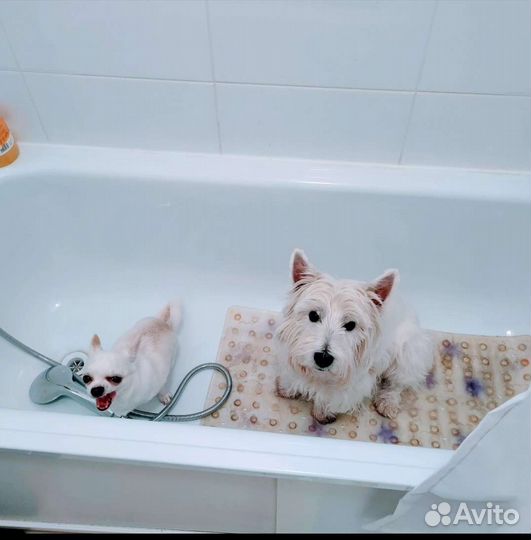 Передержка животных (собак,грызунов,птиц)