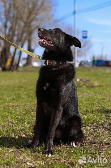 Берту сдали в приют как ненужную вещь