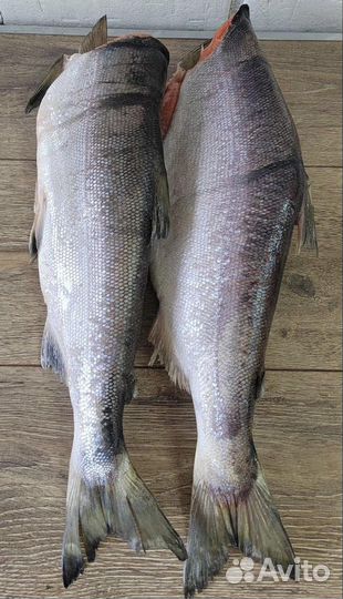 Нерка дальневосточная