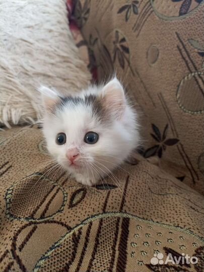 Котик малышок, белый пушистик