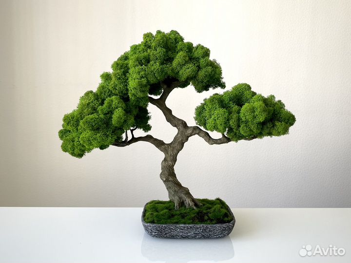 Бонсай Рорин