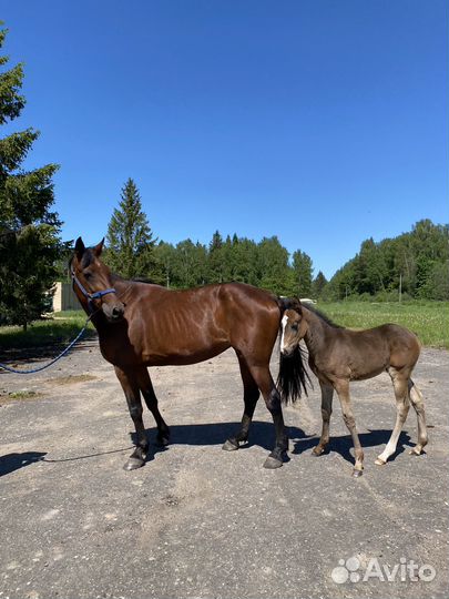 Жеребенок на продажу