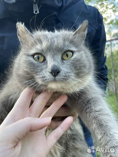 Очень милая кошечка