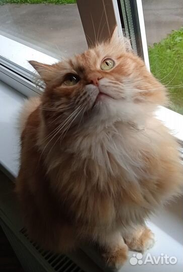 Кот барский