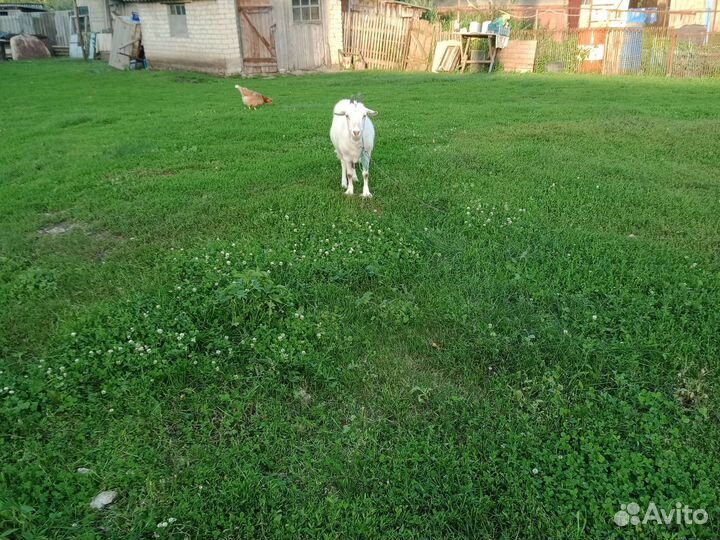 Зааненская коза