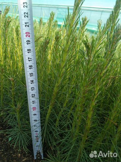 Сеянцы ели зкс