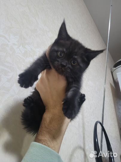 Котята девочка и мальчик бесплатно