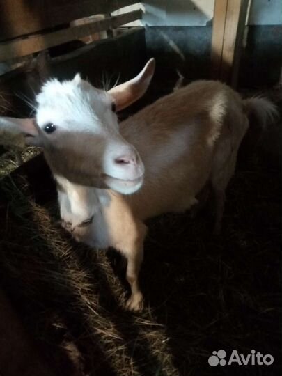 Козье молоко