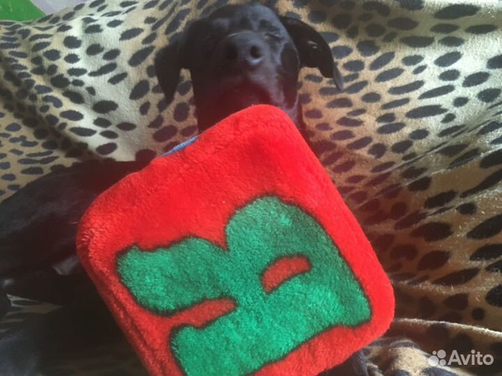 Щенок-мальчик 4 месяцев