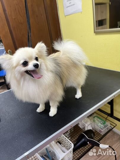 Грумер стрижка собак