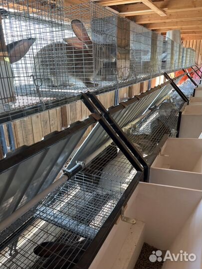 Мясо кролика