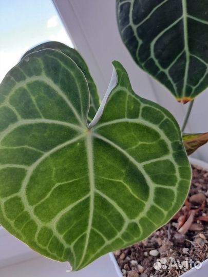 Антуриум Clarinerium