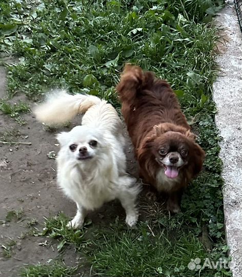 Чихуахуа из питомника