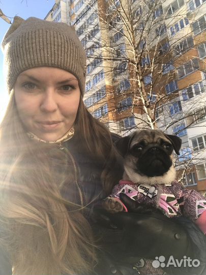 Передержка собак/кошек