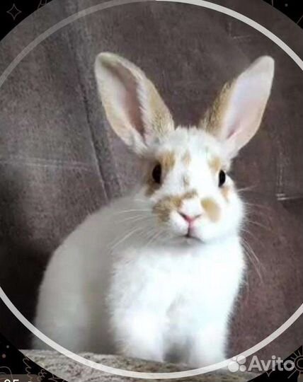 Кролик, вольер, тарелка, сенник