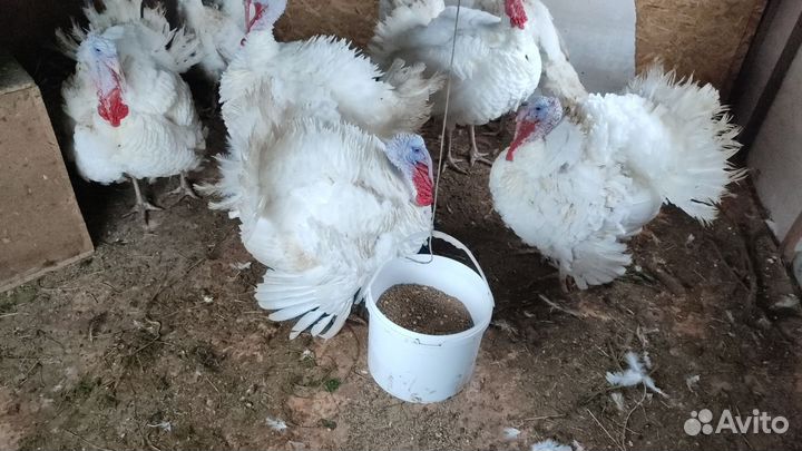 Индюки домашние на мясо