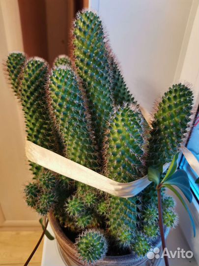 Большой кактус