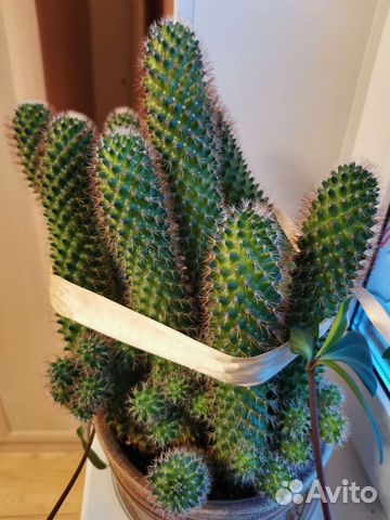 Большой кактус