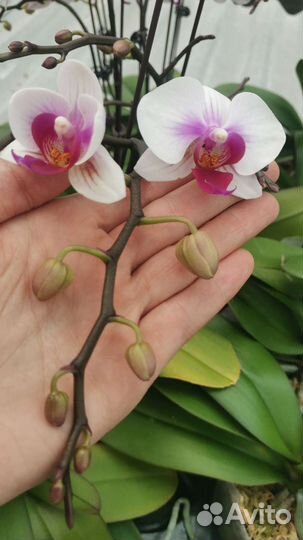 Орхидея фаленопсис. Азия. цветок7-8см
