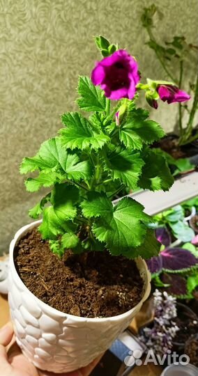 Королевская пеларгония