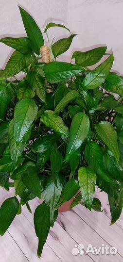 Эпипремнум Pinnatum Skeleton Key