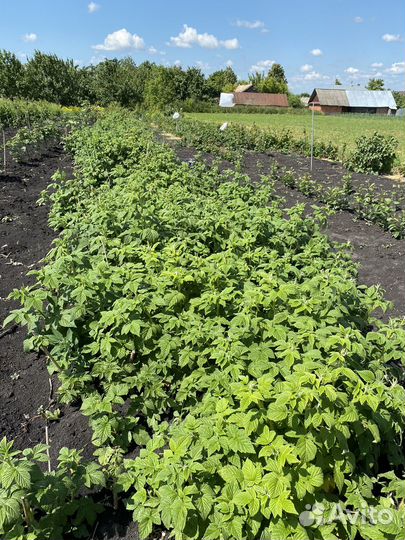 Саженцы малины желтой