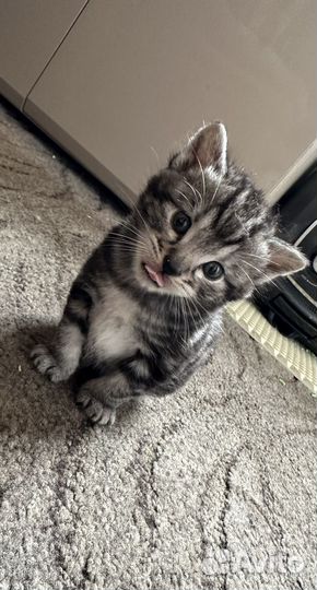 Курильский бобтейл