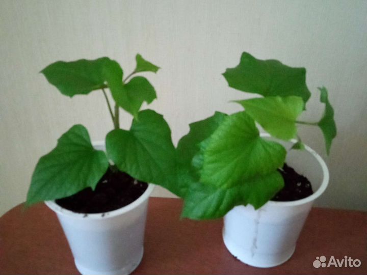 Батат рассада