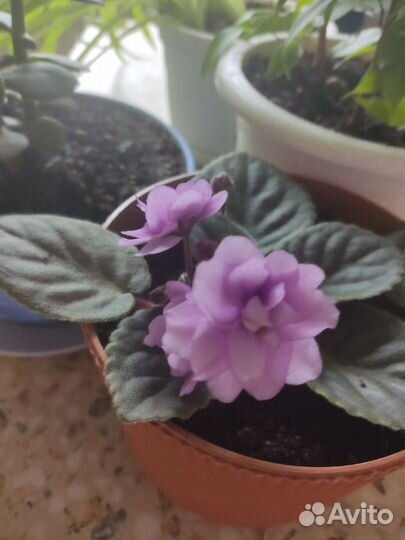 Продам цветы комнатные