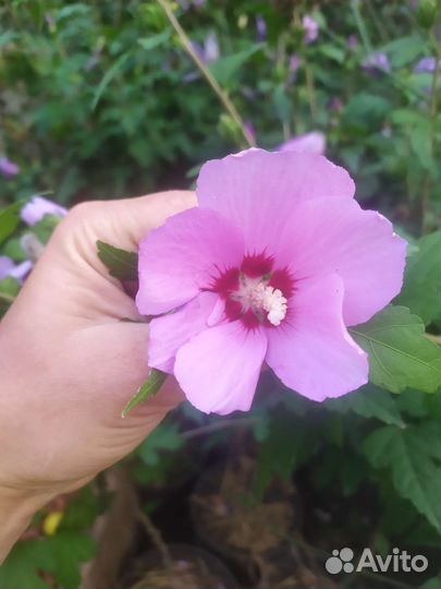 Гибискус древовидный штамб