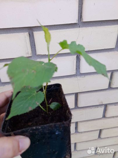 Актинидия коломикта, виноград амурский