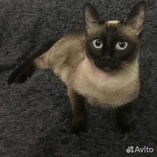 Тайская кошка для вязки