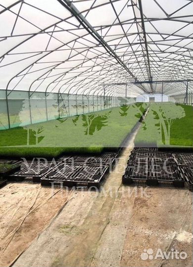 Голубая ель зкс сеянцы