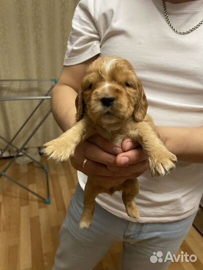 Кокер спаниель